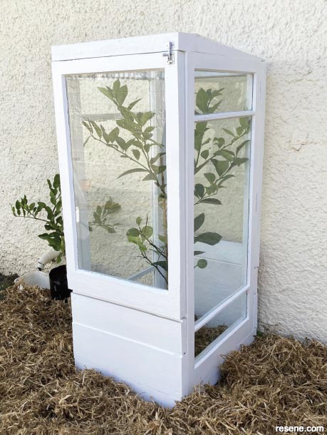 How to make a recycled mini glasshouse