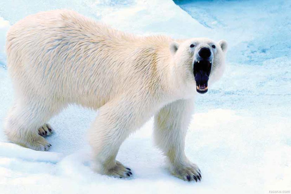 Polar bear - changing coat