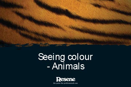 Seeing colour – Animals
