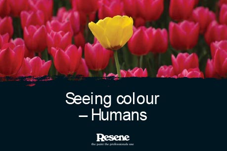 Seeing colour - Humans