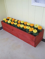 Make a stained timber planter box