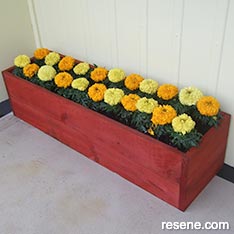 Stained timber planter