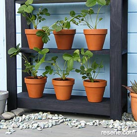 Strawberry plant stand