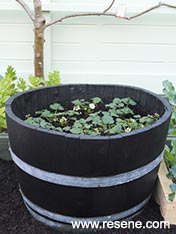 Make a strawberry planter from a half barrel