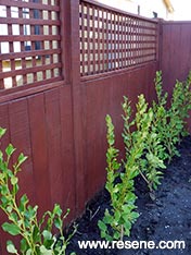 Paint a fence and trellis