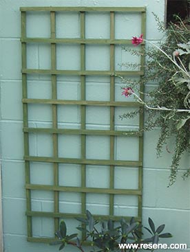 How to build a trellis plant support
