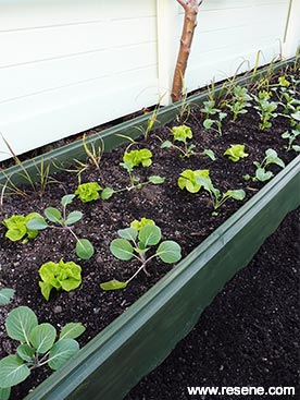 Build a raised garden bed.