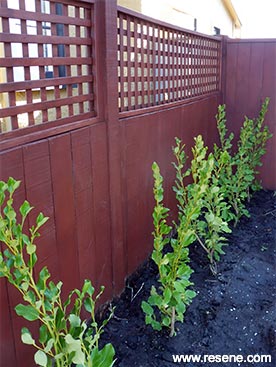 How to stain a garden fence and trellis