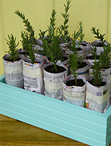 Make a growing box with newspaper pots