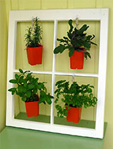 Plant display from an old window frame
