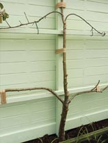 How to make an espalier fruit tree support frame
