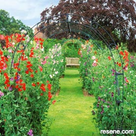 Build a sweet pea tunnel for your garden