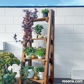 Plant ladder 