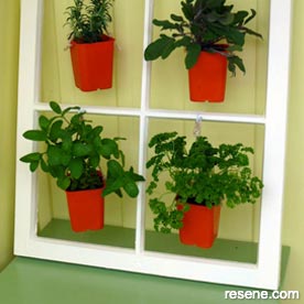 A plant display using an old window frame