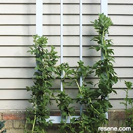 Build a plant frame for your garden
