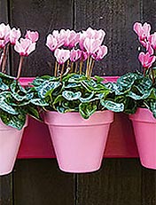 Make a pretty plant pot display