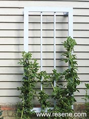 Make a plant support frame
