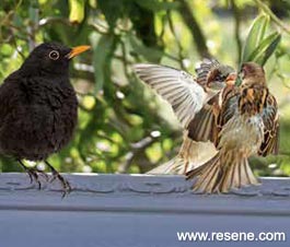Birds in the feeder