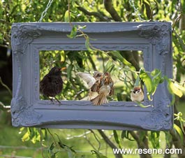 Birds in the frame
