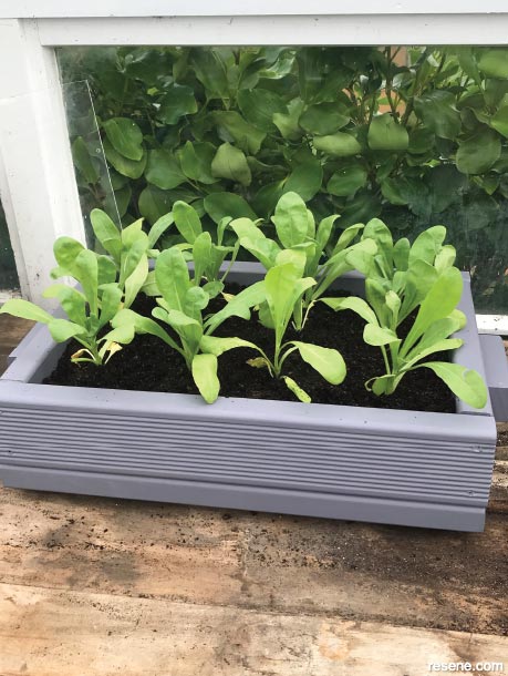How to make a double-duty seed tray
