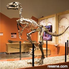 Dinosaur exhibition, Waikato Museum