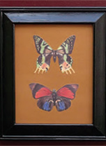 How to make a butterfly collage