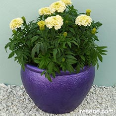 Metallic plant pot