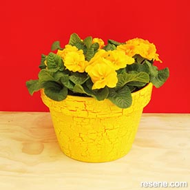 Paint a terracotta pot with a crackle effect