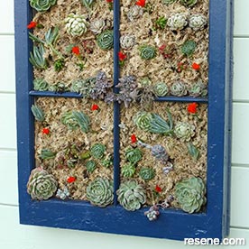 Make a succulent window for your garden