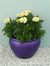 Paint a metallic plant pot