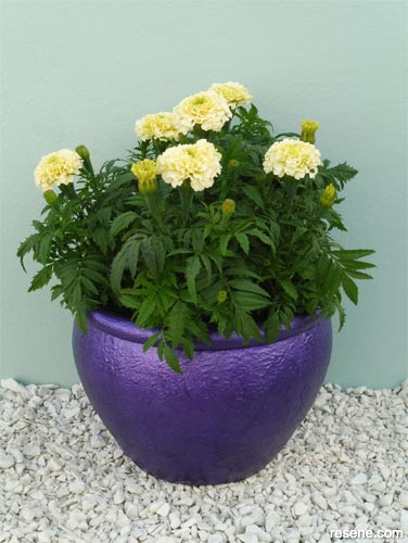 How to paint a terracotta plant pot in metallic paint