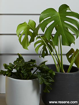Plants and exterior weatherboards