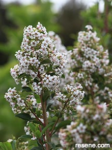 Escallonia - white flowers