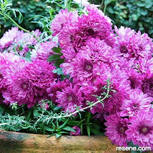Fuchsia-coloured chrysanthemum 'Bold Vanessa'