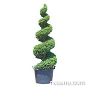 Juniperus chinensis ‘Blue Point’ Spiral Topiary, Standards of Excellence