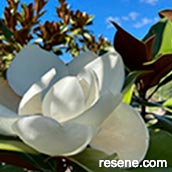 Magnolia grandiflora ‘Little Gem’, Southern Woods