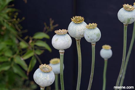 Poppy seed pods