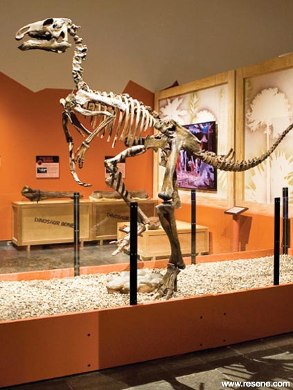 Dinousaur exhibit