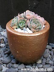 Paint a succulent pot
