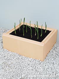build a mini garlic garden