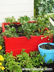 Berry planter box